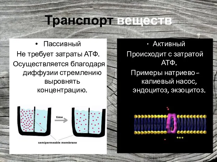 Транспорт веществ Пассивный Не требует затраты АТФ. Осуществляется благодаря диффузии стремлению