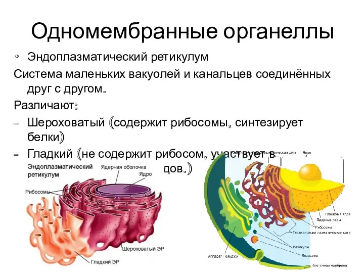 Одномембранные органеллы Эндоплазматический ретикулум Система маленьких вакуолей и канальцев соединённых друг