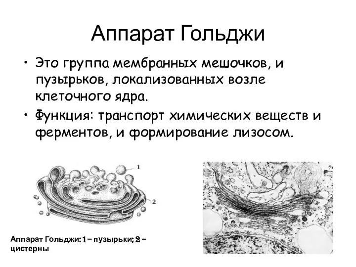 Аппарат Гольджи Это группа мембранных мешочков, и пузырьков, локализованных возле клеточного