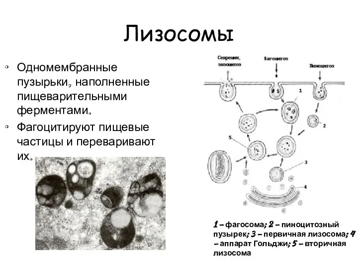 Лизосомы Одномембранные пузырьки, наполненные пищеварительными ферментами. Фагоцитируют пищевые частицы и переваривают