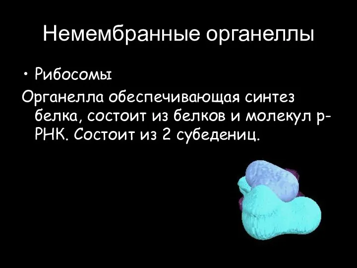 Немембранные органеллы Рибосомы Органелла обеспечивающая синтез белка, состоит из белков и