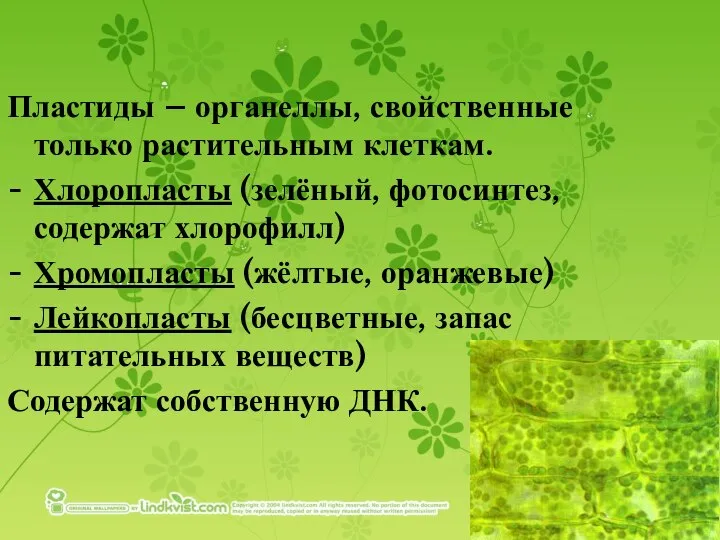 Пластиды – органеллы, свойственные только растительным клеткам. Хлоропласты (зелёный, фотосинтез, содержат