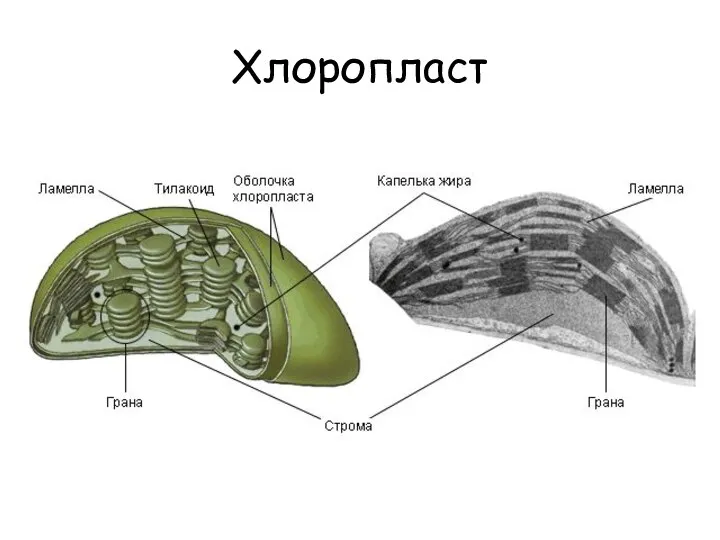 Хлоропласт