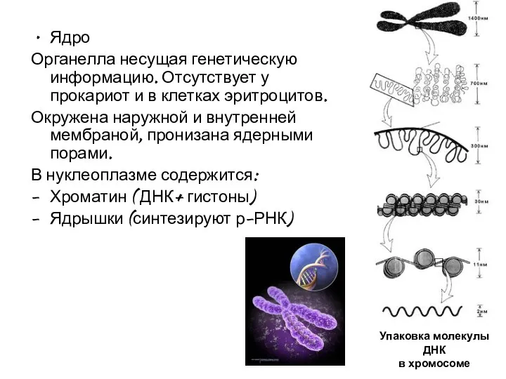 Ядро Органелла несущая генетическую информацию. Отсутствует у прокариот и в клетках