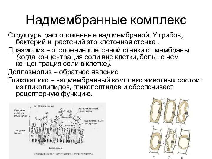 Надмембранные комплекс Структуры расположенные над мембраной. У грибов, бактерий и растений