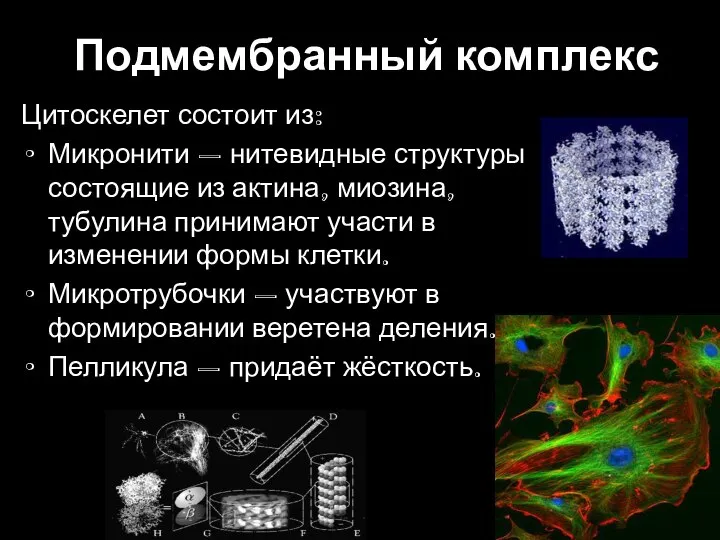 Подмембранный комплекс Цитоскелет состоит из: Микронити – нитевидные структуры состоящие из