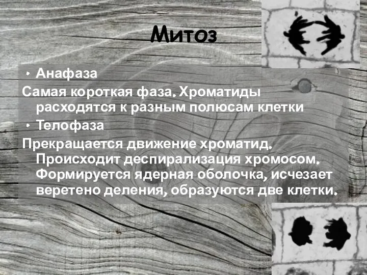 Митоз Анафаза Самая короткая фаза. Хроматиды расходятся к разным полюсам клетки