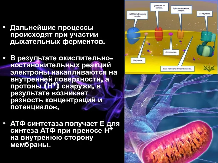 Дальнейшие процессы происходят при участии дыхательных ферментов. В результате окислительно-востановительных реакций