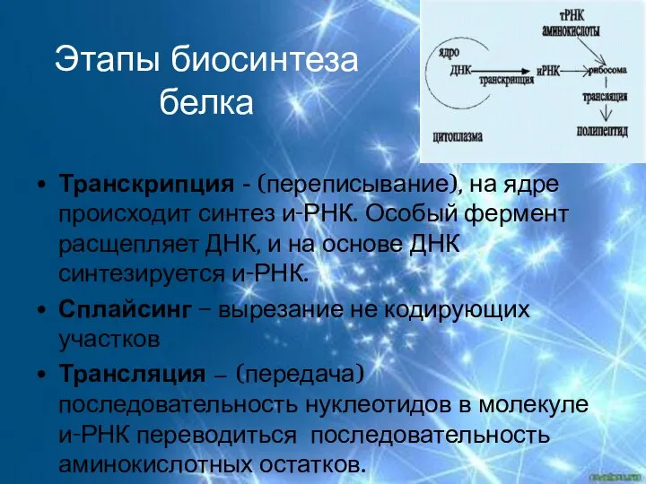 Этапы биосинтеза белка Транскрипция - (переписывание), на ядре происходит синтез и-РНК.