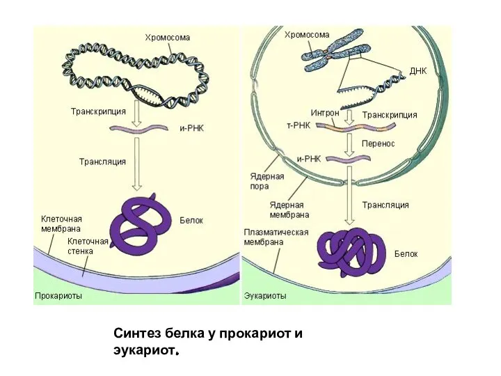 Синтез белка у прокариот и эукариот.