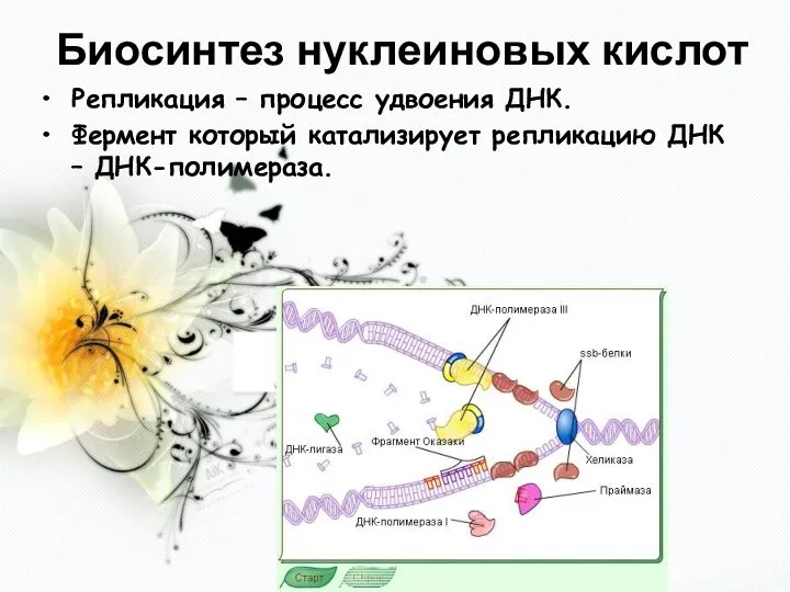 Биосинтез нуклеиновых кислот Репликация – процесс удвоения ДНК. Фермент который катализирует репликацию ДНК – ДНК-полимераза.