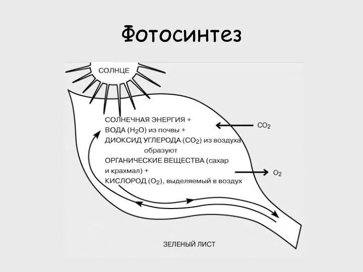 Фотосинтез