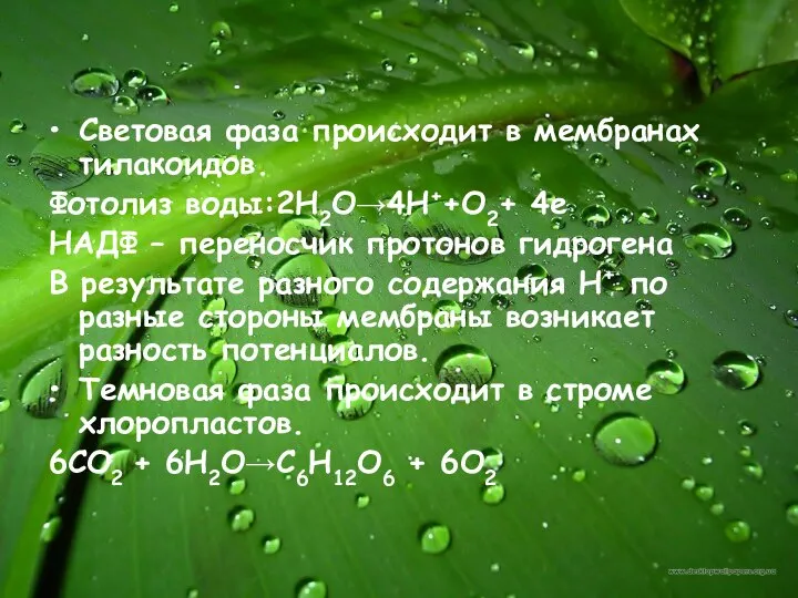 Световая фаза происходит в мембранах тилакоидов. Фотолиз воды:2H2O→4Н++О2+ 4е НАДФ –