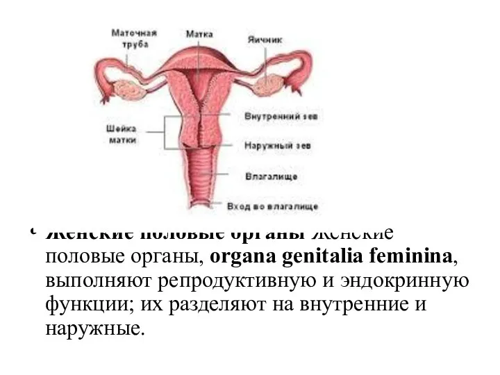 Женские половые органы Женские половые органы, organa genitalia feminina, выполняют репродуктивную