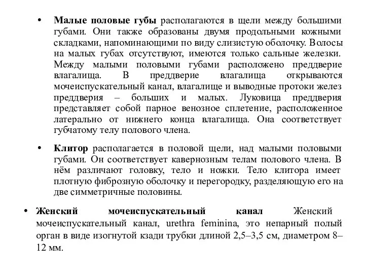 Малые половые губы располагаются в щели между большими губами. Они также