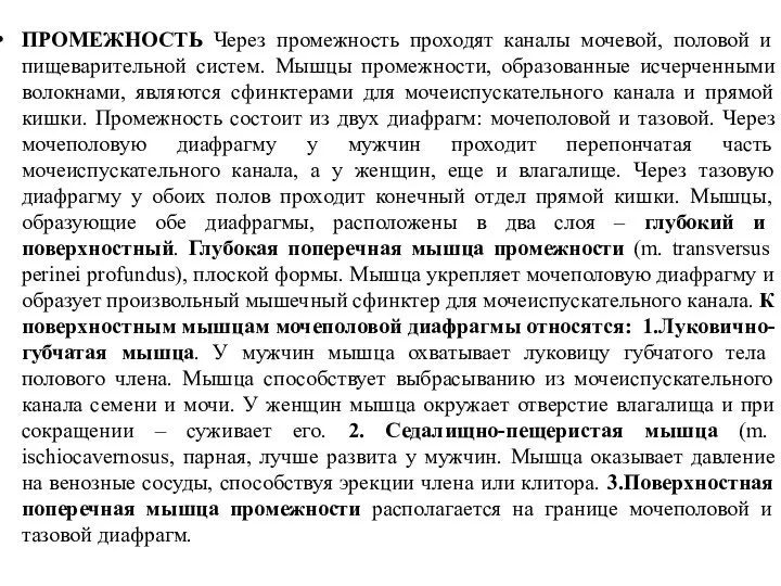 ПРОМЕЖНОСТЬ Через промежность проходят каналы мочевой, половой и пищеварительной систем. Мышцы