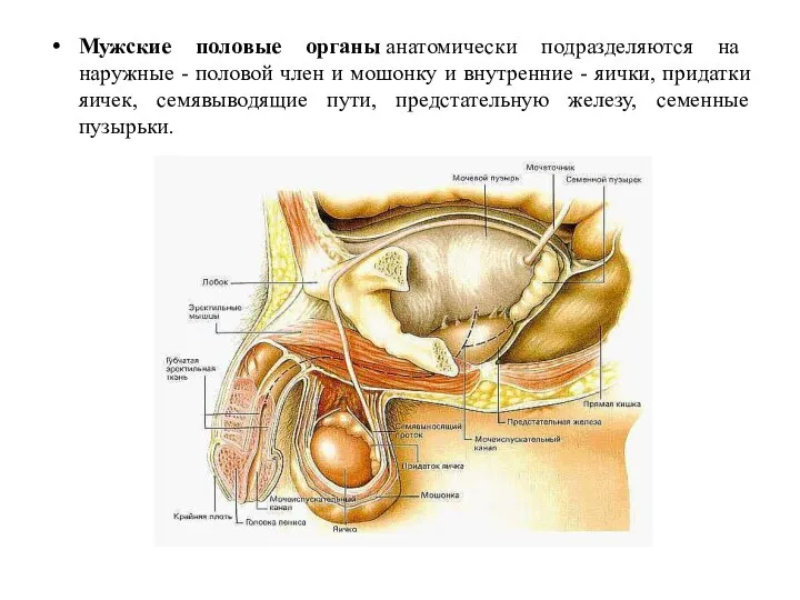 Мужские половые органы анатомически подразделяются на наружные - половой член и