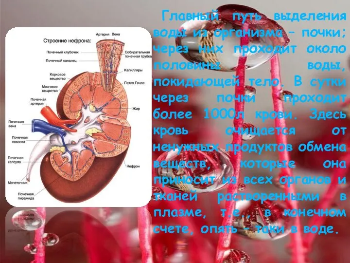 Главный путь выделения воды из организма – почки; через них проходит