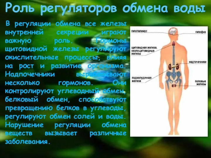 Роль регуляторов обмена воды В регуляции обмена все железы внутренней секреции