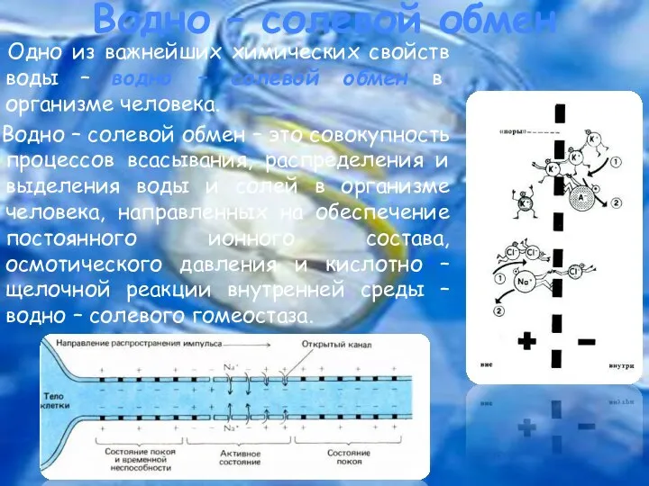 Водно – солевой обмен Одно из важнейших химических свойств воды –