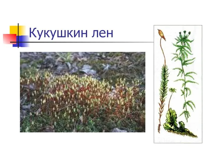 Кукушкин лен