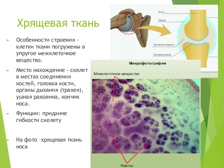 Хрящевая ткань Особенности строения - клетки ткани погружены в упругое межклеточное