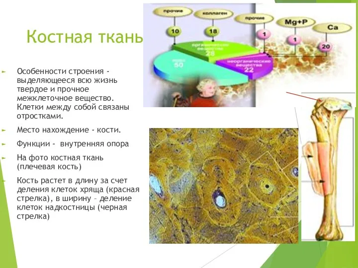 Костная ткань Особенности строения - выделяющееся всю жизнь твердое и прочное