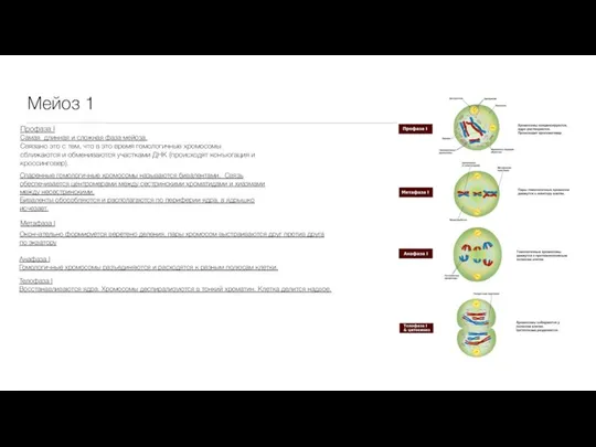 Мейоз 1 Профаза I Самая длинная и сложная фаза мейоза. Связано