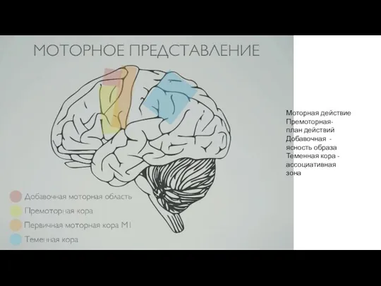 Моторная действие Премоторная- план действий Добавочная - ясность образа Теменная кора - ассоциативная зона