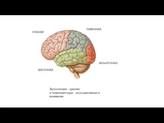 Затылочная – зрение и теменная кора - ассоциативная и внимание