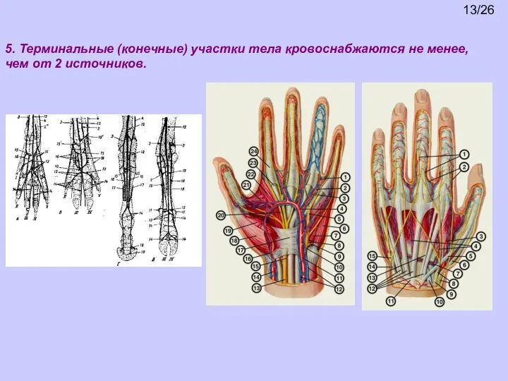 5. Терминальные (конечные) участки тела кровоснабжаются не менее, чем от 2 источников. 13/26