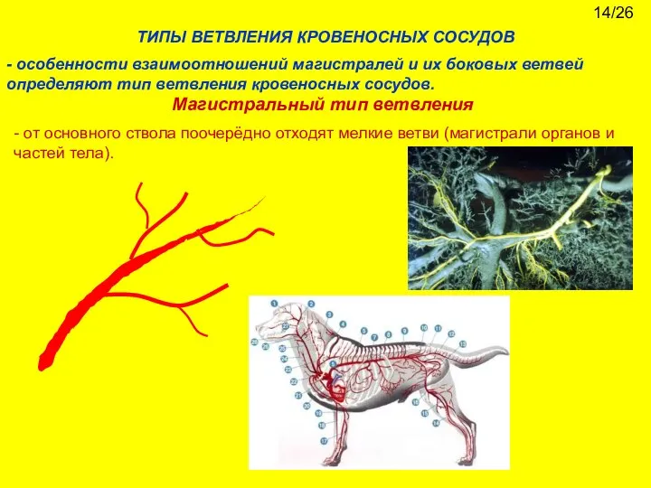 ТИПЫ ВЕТВЛЕНИЯ КРОВЕНОСНЫХ СОСУДОВ - особенности взаимоотношений магистралей и их боковых