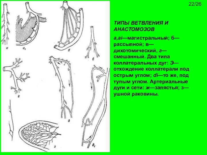 ТИПЫ ВЕТВЛЕНИЯ И АНАСТОМОЗОВ а,ai—магистральный; б—рассыпной; в—дихотомический, г—смешанный. Два типа коллатеральных