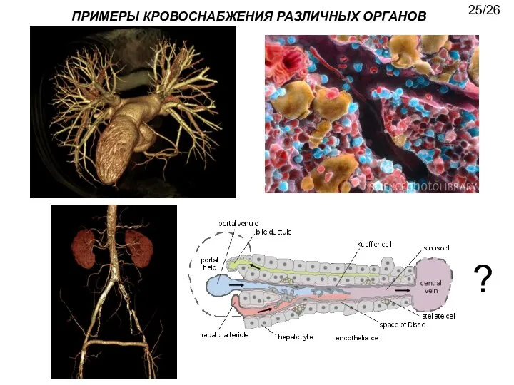 ПРИМЕРЫ КРОВОСНАБЖЕНИЯ РАЗЛИЧНЫХ ОРГАНОВ ? 25/26