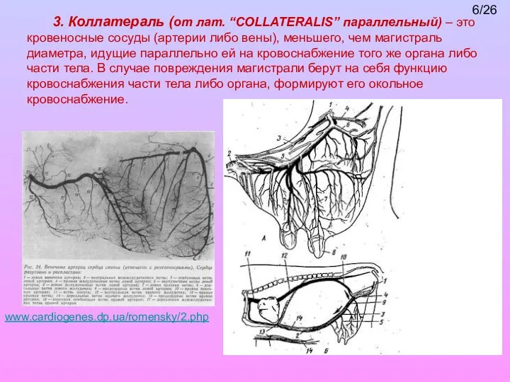 3. Коллатераль (от лат. “COLLATERALIS” параллельный) – это кровеносные сосуды (артерии