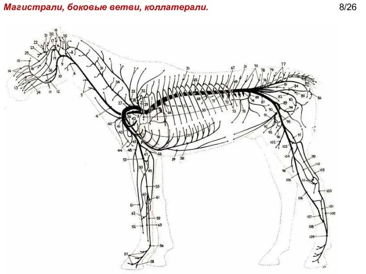 Магистрали, боковые ветви, коллатерали. 8/26