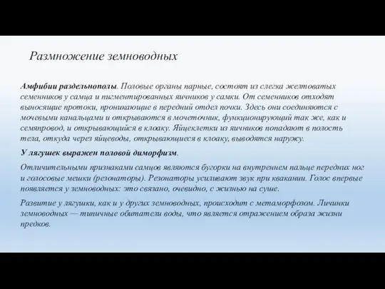 Размножение земноводных Амфибии раздельнополы. Половые органы парные, состоят из слегка желтоватых