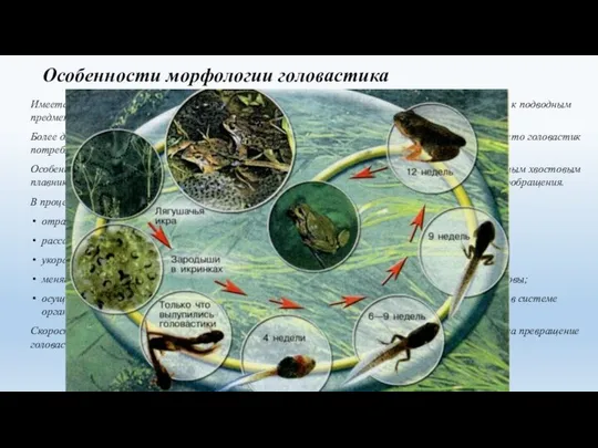 Особенности морфологии головастика Имеется специальный аппарат на нижней стороне головы, служащий