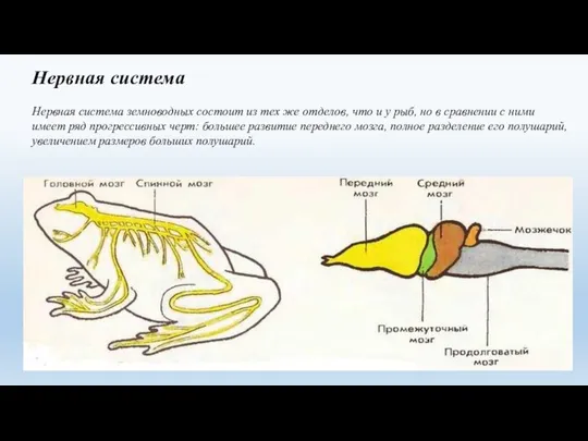 Нервная система Нервная система земноводных состоит из тех же отделов, что