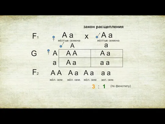 F1 А а жёлтые семена закон расщепления А а жёлтые семена