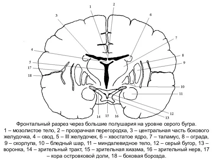 Фронтальный разрез через большие полушария на уровне серого бугра. 1 –