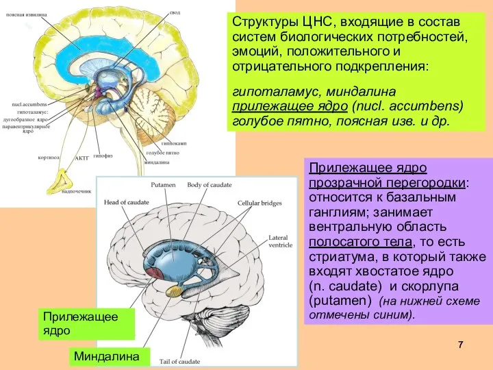 Структуры ЦНС, входящие в состав систем биологических потребностей, эмоций, положительного и