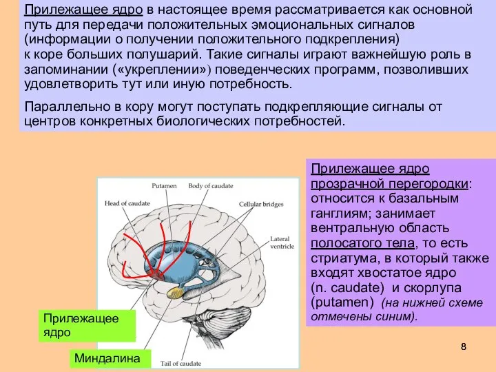 Прилежащее ядро прозрачной перегородки: относится к базальным ганглиям; занимает вентральную область