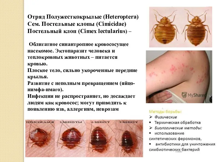 Отряд Полужесткокрылые (Heteroptera) Сем. Постельные клопы (Cimicidae) Постельный клоп (Cimex lectularius)