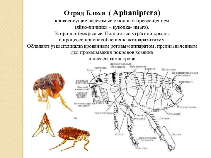 Отряд Блохи ( Aphaniptera) кровососущие насекомые с полным превращением (яйцо-личинка –