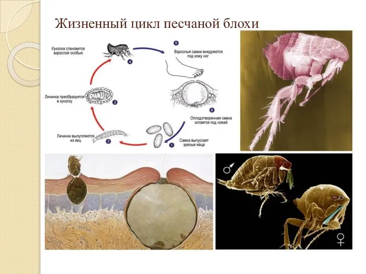 Жизненный цикл песчаной блохи