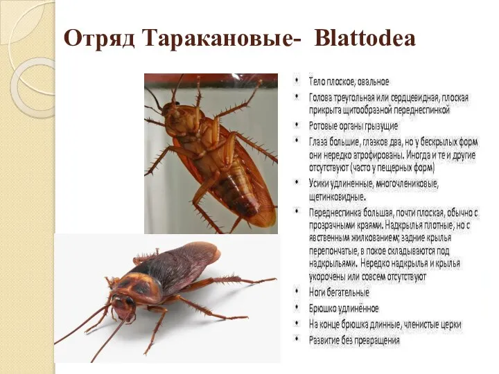 Отряд Таракановые- Blattodea