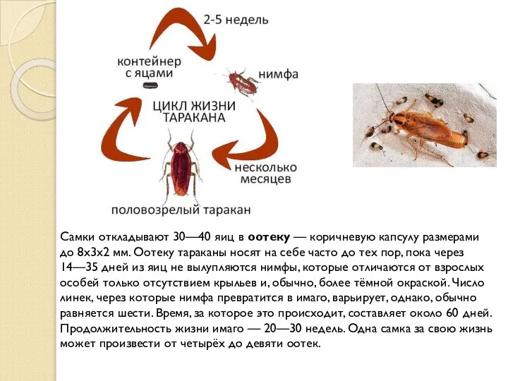 Самки откладывают 30—40 яиц в оотеку — коричневую капсулу размерами до