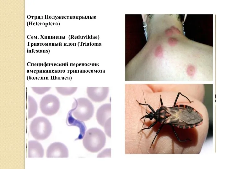 Отряд Полужесткокрылые (Heteroptera) Сем. Хищнецы (Reduviidae) Триатомовый клоп (Triatoma infestans) Специфический переносчик американского трипаносомоза (болезни Шагаса)