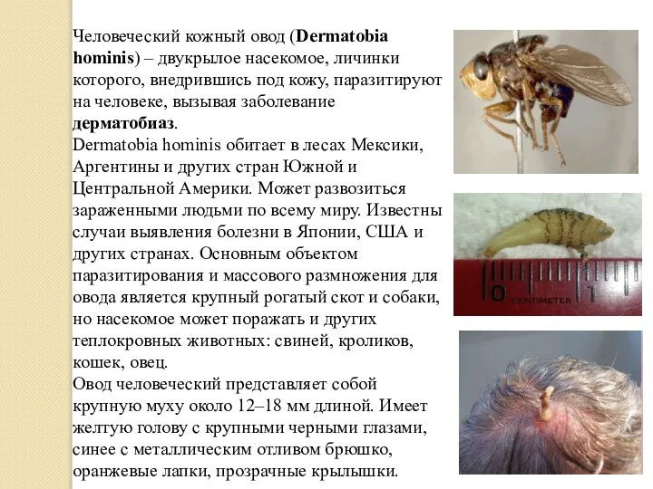 Человеческий кожный овод (Dermatobia hominis) – двукрылое насекомое, личинки которого, внедрившись